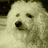 Go to the Studio CB Pet Photogallery